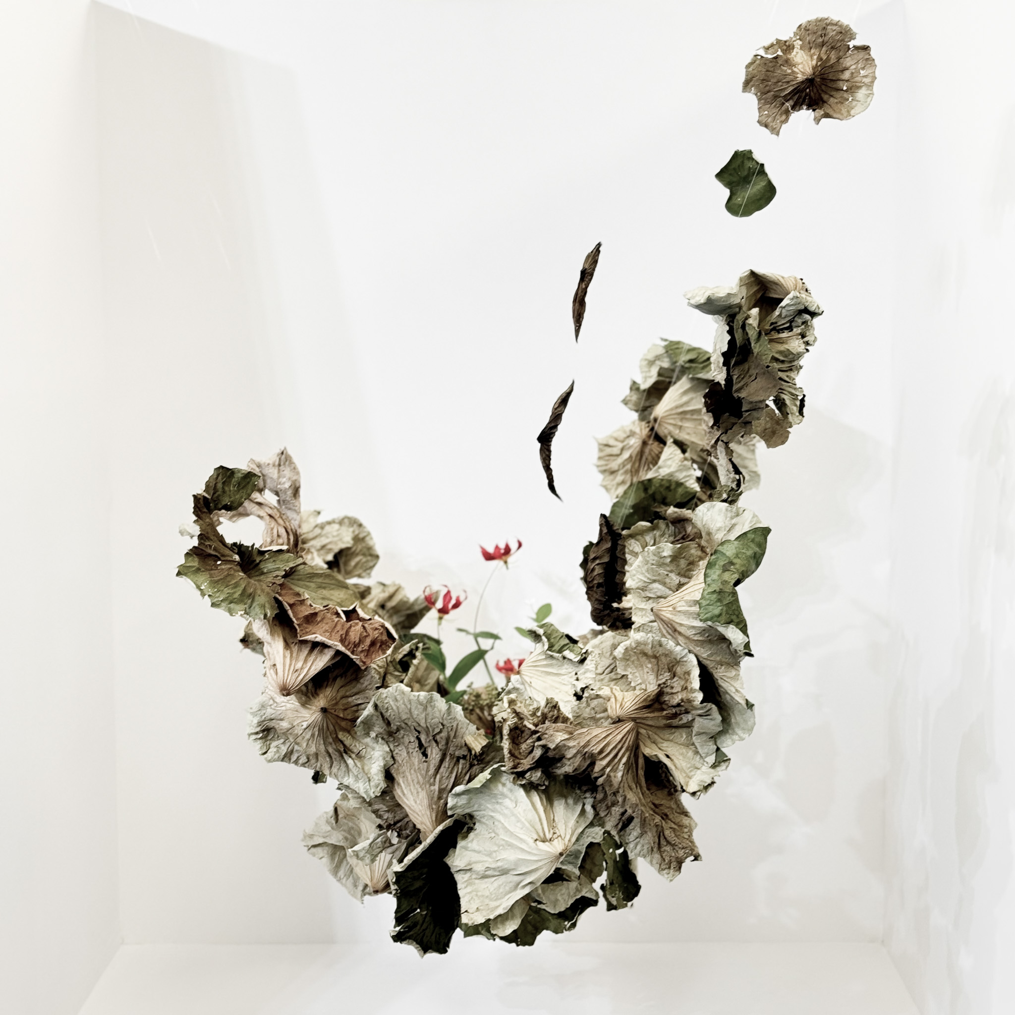 自由花
蓮、グロリオサ、セイロンライティア、ねずみもち